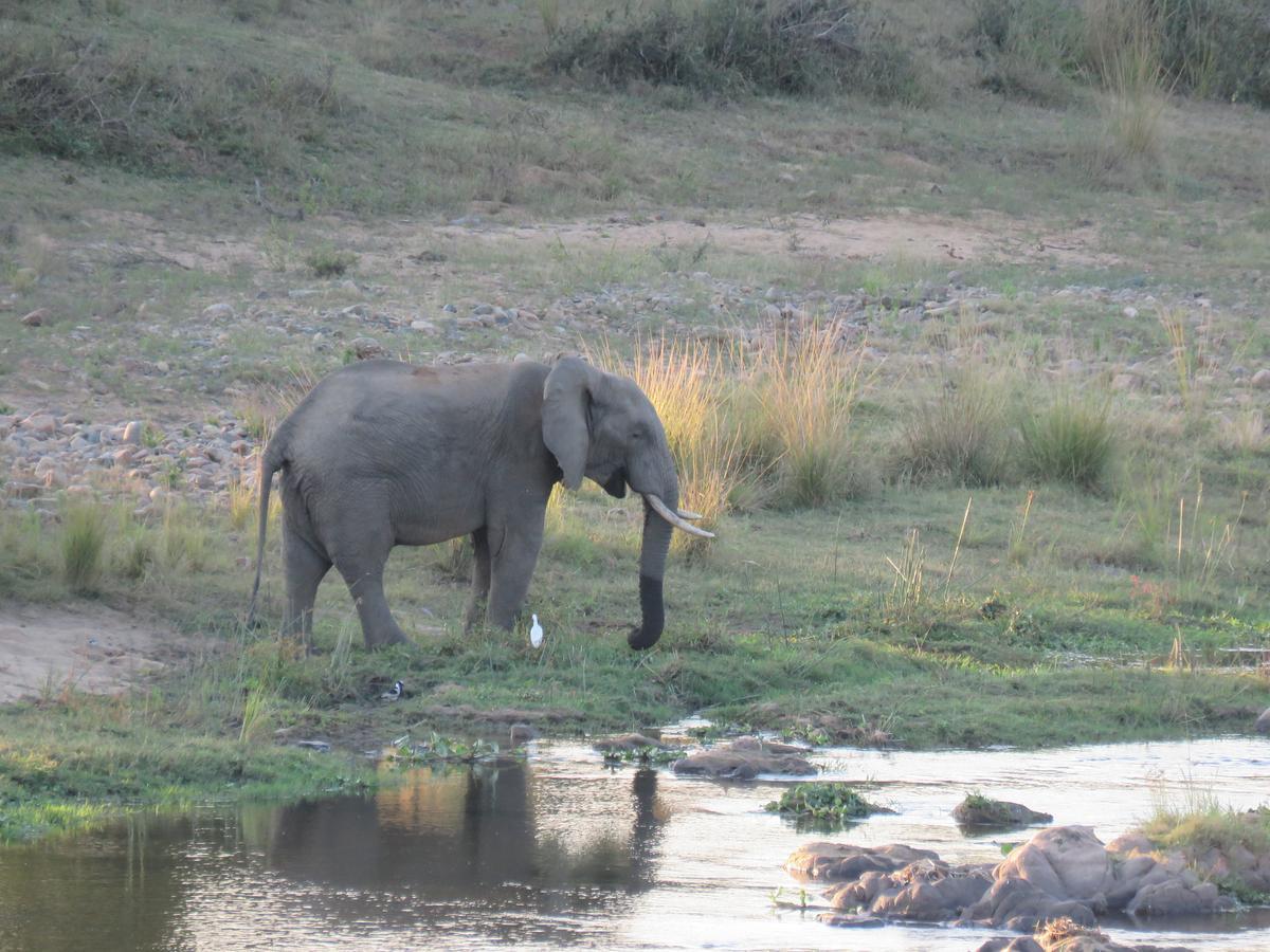 Kruger View Tree House Villa Marloth Park Eksteriør bilde