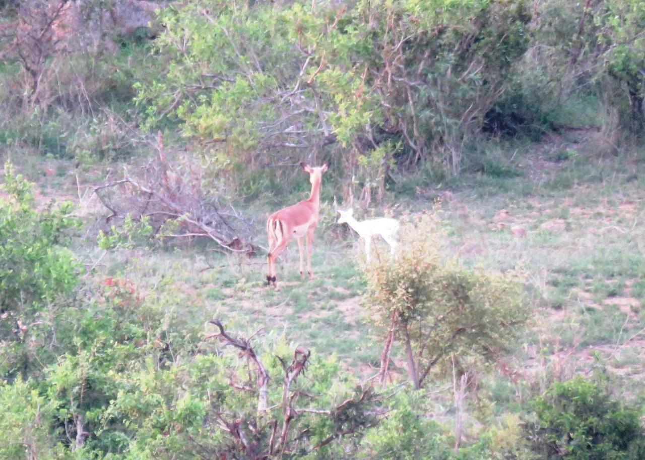 Kruger View Tree House Villa Marloth Park Eksteriør bilde