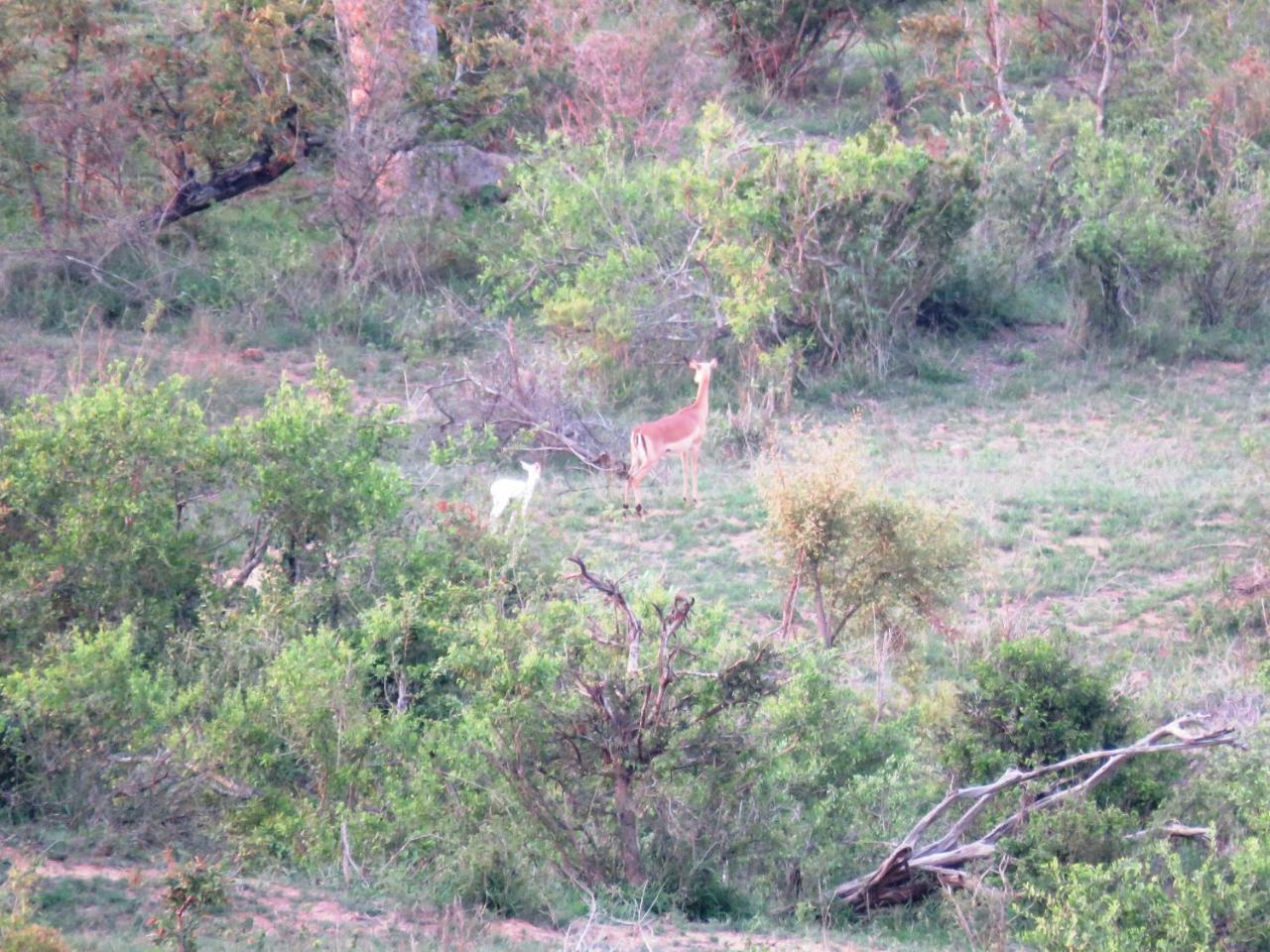 Kruger View Tree House Villa Marloth Park Eksteriør bilde